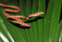 Ahaetulla fasciolata