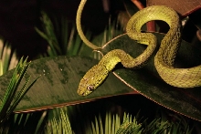 Boiga cyanea