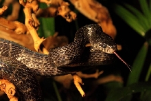 Boiga dendrophilia gemmicincta