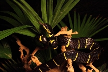 Boiga dendrophilia melanota