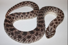 Hognose Female