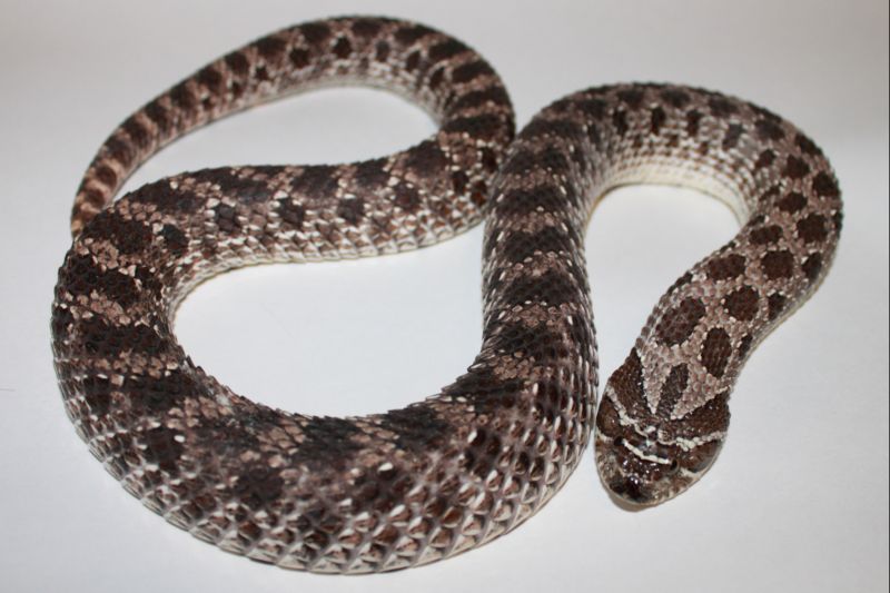 Hognose Female