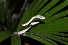 Ahaetulla prasina