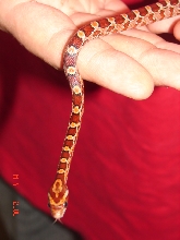 A south Florida Corn Snake