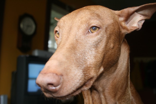 tai at 10 lg