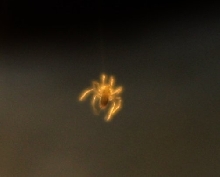 Luminescent Spider