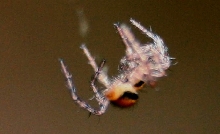 Luminescent Spider 3