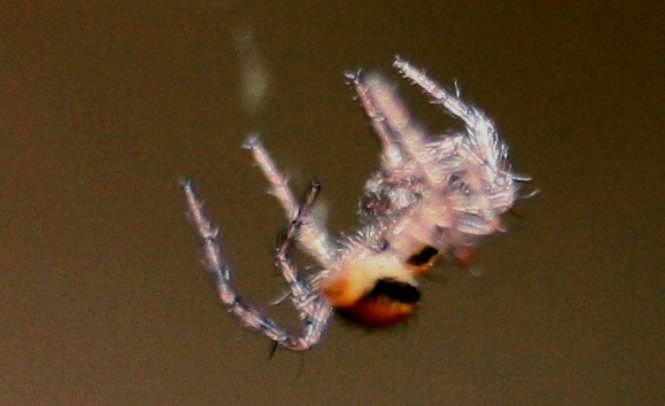Luminescent Spider 3