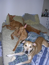 Finally they all sleep.