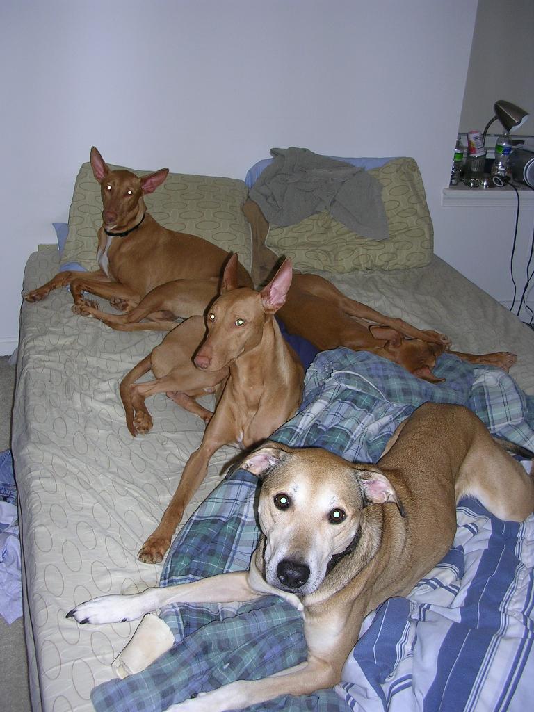 Finally they all sleep.
