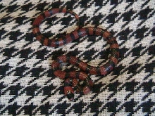 Tangerine honduran for sale.