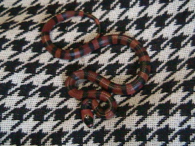 Tangerine honduran for sale.