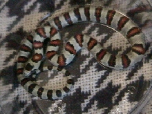 young Thayeri King for sale or trade
