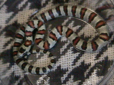 young Thayeri King for sale or trade