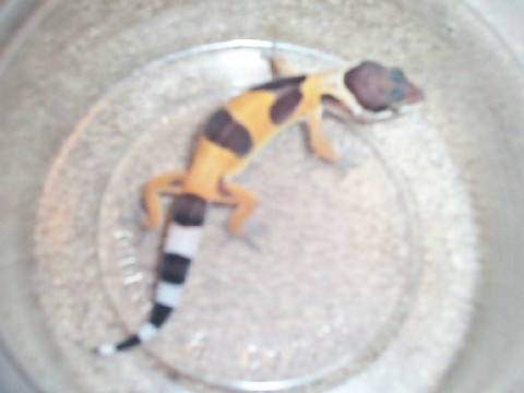 Another pic