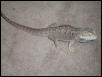My new beardie