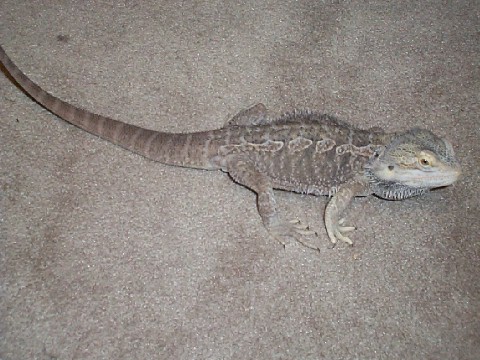 My new beardie