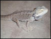 My beardie again