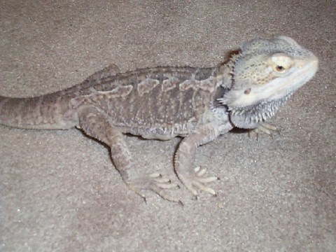 My beardie again