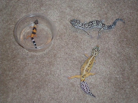 My group except for one