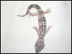 My snowish male