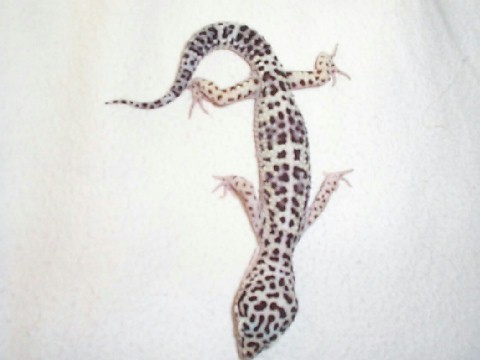 My snowish male