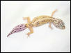One of my females