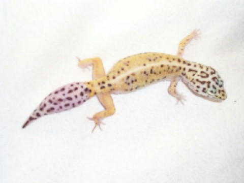 One of my females