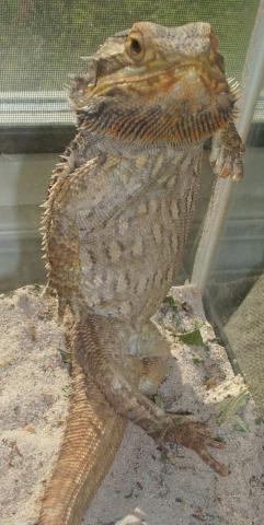 Bearded Dragon Hangin' Out