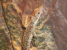 Timor Monitor