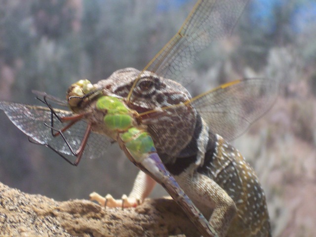 Male Collared enjoying a snack