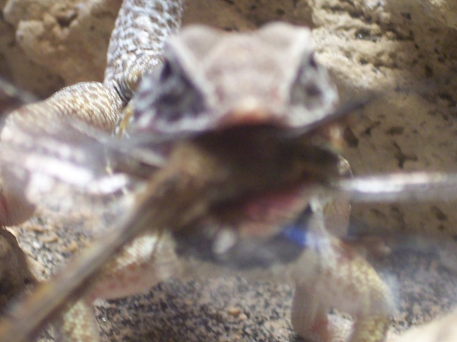 Collared