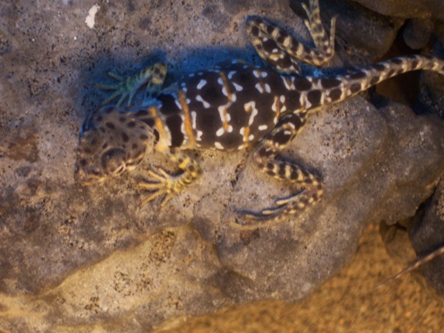 collared