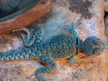 Male aquaflame