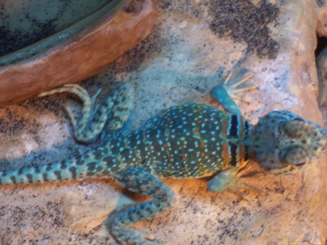 Male aquaflame