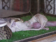 Canebrake Eating