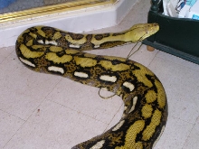 Gusano0904