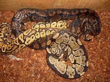 Our three males