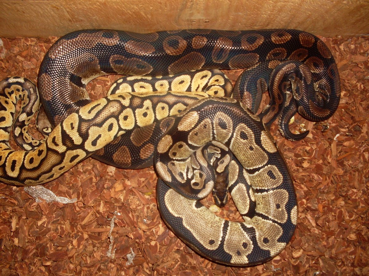 Our three males