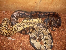 Our three males 2