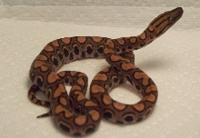 Brazilian Rainbow Boa