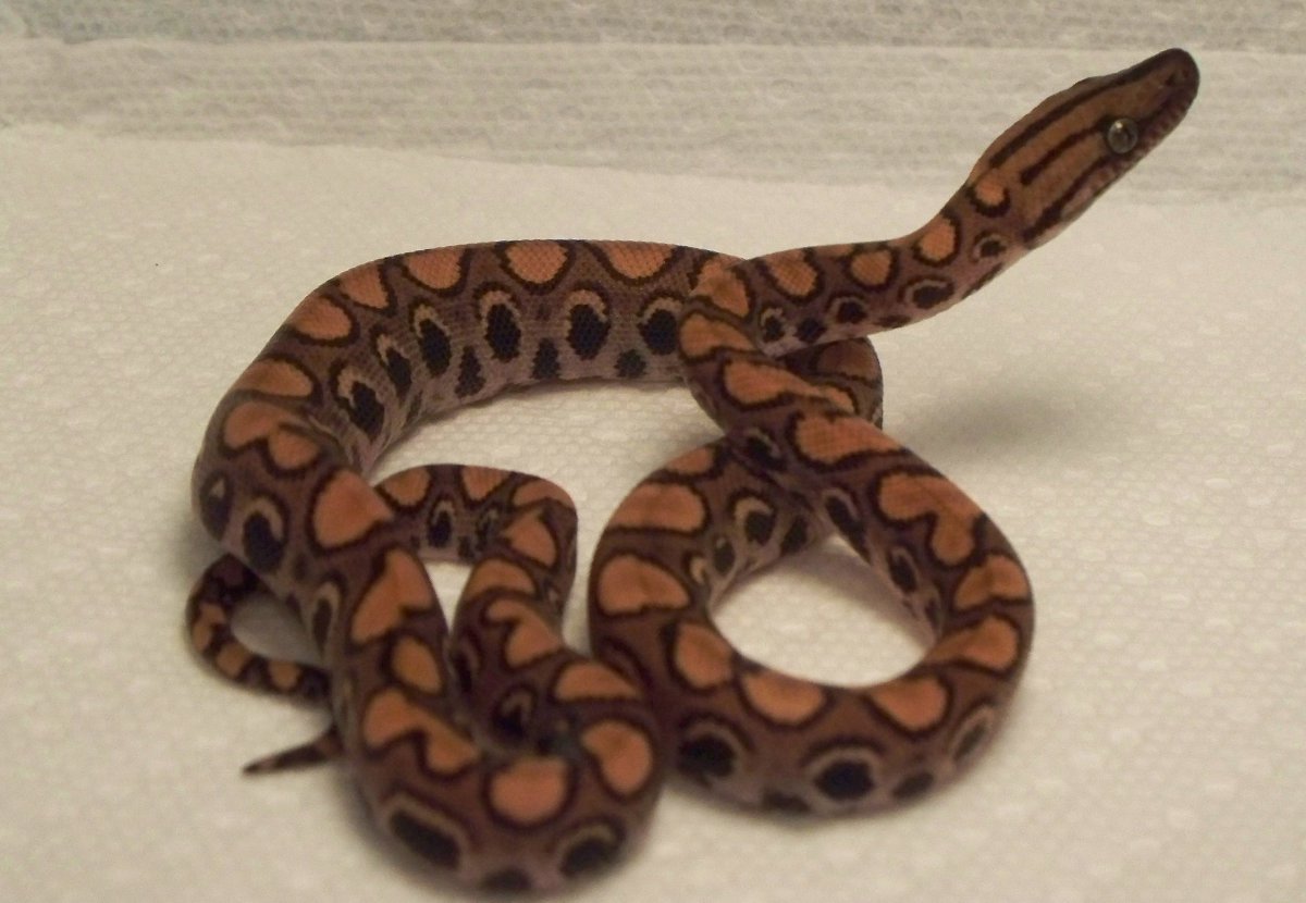 Brazilian Rainbow Boa