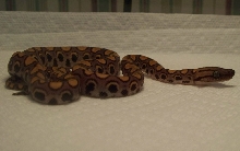 Brazilian Rainbow Boa 2