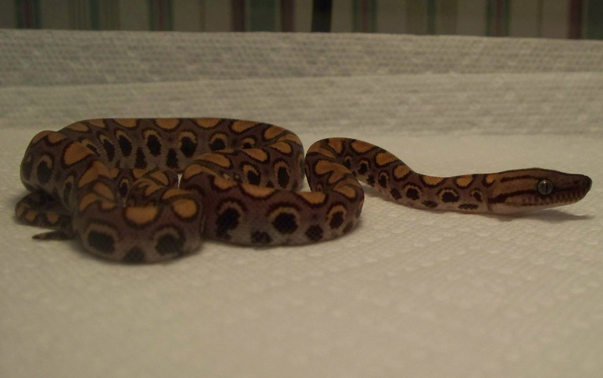 Brazilian Rainbow Boa 2