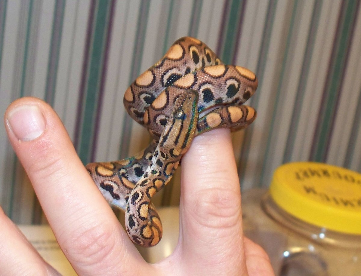 Brazilian Rainbow Boa