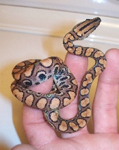 Brazilian Rainbow Boa