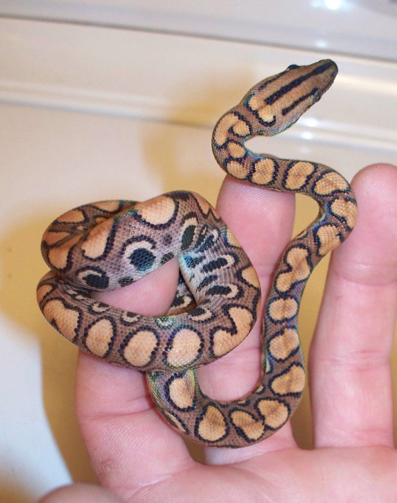 Brazilian Rainbow Boa