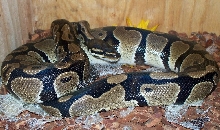 Del