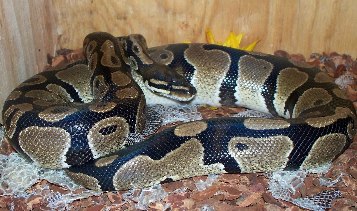 Del