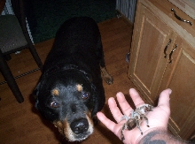 Ozzy and Spiderpig